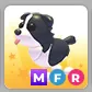 MFR Border Collie