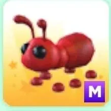 Pet | Ant M