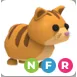 ginger cat NFR