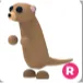 meerkat R