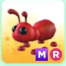 Pet | Ant MR
