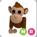 monkey NR