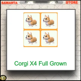 Corgi X4 Full Grown