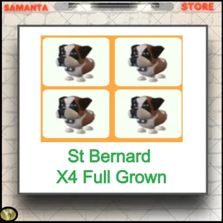 St Bernard  X4 Full Grown