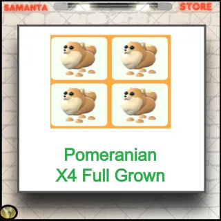 Pomeranian X4 Full Grown
