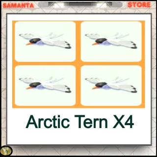 Arctic Tern X4