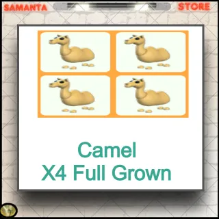 Camel X4 Full Grown