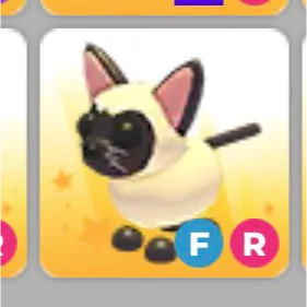 Siamese Cat