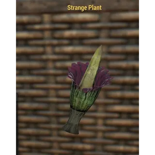 STRANGE PLANT (COLLECTABLE MISC)