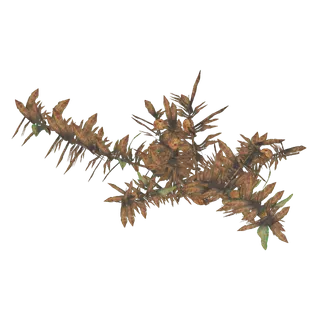 MOIST RADKELP (DISPLAYABLE MISC)