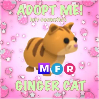 ginger cat - adopt me!
