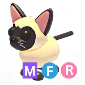 mfr Siamese cat
