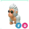 Albino Gorilla