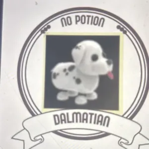 No pot Dalmatian