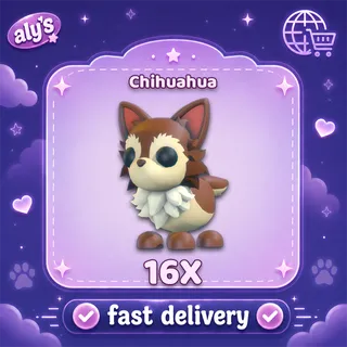 16x Chihuahua