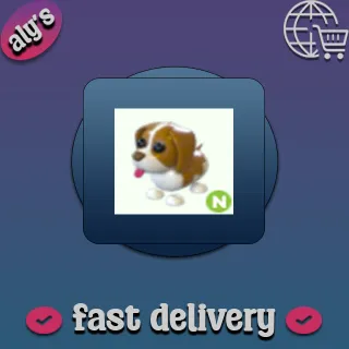 N Brown Springer Spaniel