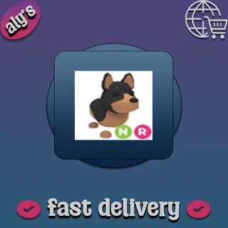 NR Australian Kelpie