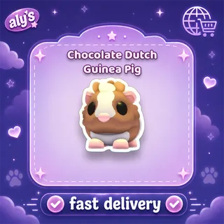 Chocolate Dutch Guinea Pig