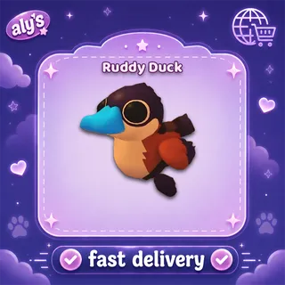 Ruddy Duck