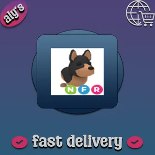 NFR Australian Kelpie
