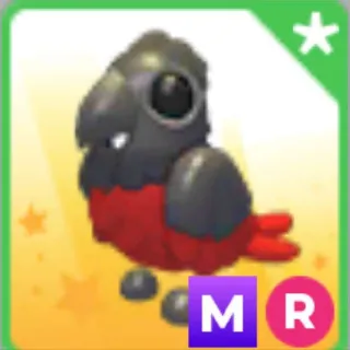MR Dracula Parrot