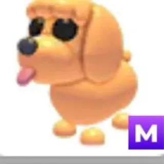 M Toy Poodle