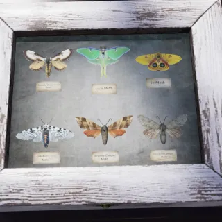 All Moth Plans + Table Display