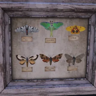 All Moth Plans + Wall Display