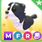 MFR BORDER COLLIE