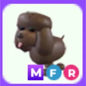 MFR IRISH WATER SPANIEL