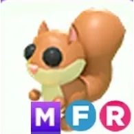 MFR | Red Squirrel