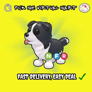 NEON NFR BORDER COLLIE