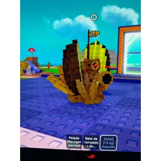 LIMITED 1.9KG GOLD AVACADO ASSASSINO