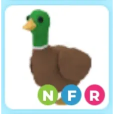 NFR Drake