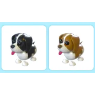 Black & Brown Springer Spaniel