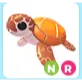 NR Sea Turtle