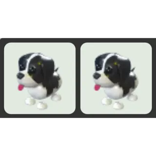 x2 Black Springer Spaniel