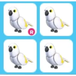 x4 White Amazon