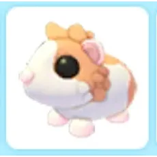 Red Dutch Guinea Pig