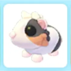 Tortoiseshell Guinea Pig