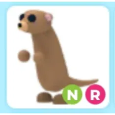 NR Meerkat