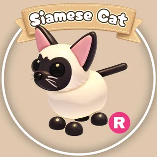 R Siamese Cat