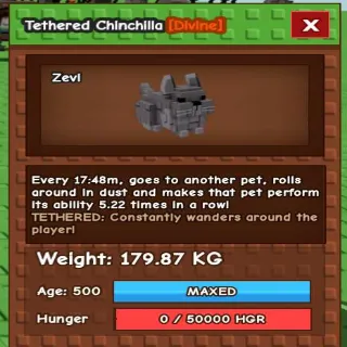 TETHERED CHINCHILLA