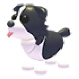 FR Border Collie