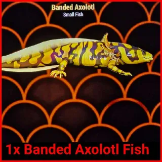 🐠Banded Axolotl X1🐠