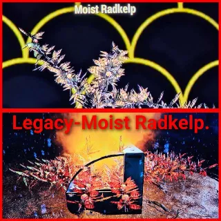 Legacy- Moist Radkelp x1