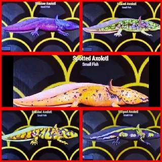 🐠Axolotl Full Set x5🐠