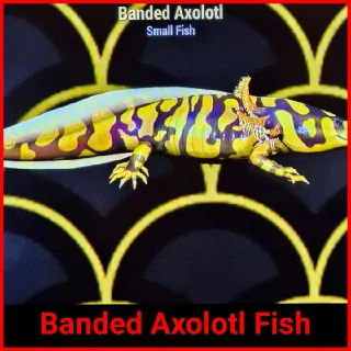 Banded Axolotl Fish