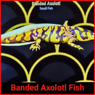 Banded Axolotl