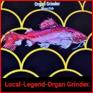 Local Legend-Organ Grinder
